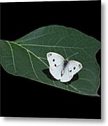 Cabbage White Butterfly Metal Print
