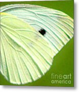 Cabbage White Butterfly Wing Square Metal Print