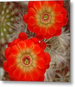 Cactus Blooms Metal Print