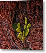 Cactus Dwelling Metal Print