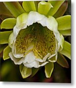 Cactus Flower 1 Metal Print