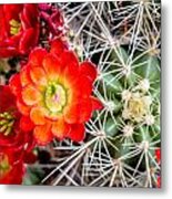 Cactus In Bloom Metal Print