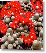 Cactuses With Red Flowers Metal Print