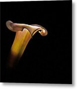 Calla Lily Metal Print