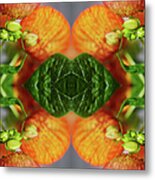 Calceolaria Flower Close-up Metal Print