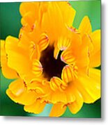 Calendula Metal Print