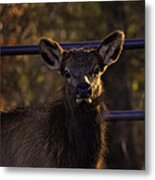 Calf Elk By Gate At Sunrise Metal Print
