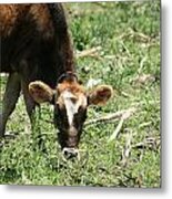 Calf Grazing In A Pasture Metal Print