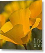 California Poppies Metal Print