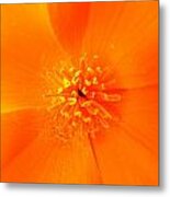 California Poppy Metal Print