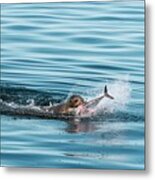 California Sea Lion Feeding Metal Print