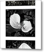 Calla Lilies Vertical With Title And Nameplate Metal Print