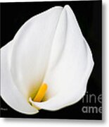 Calla Lily Flower Face Metal Print