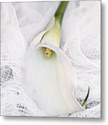 Calla Lily On White Background Metal Print