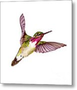 Calliope Hummingbird Metal Print