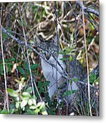 Camouflage Cat Metal Print