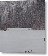 Canada Geese During A Snowfall Metal Print