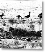 Canada Geese In Black And White Metal Print