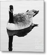 Canada Goose - Branta Canadensis Metal Print