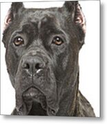 Cane Corso Dog Metal Print