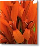 Canna Indica 'city Of Portland' Metal Print