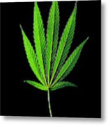 Cannabis Sativa Indica Leaf Metal Print