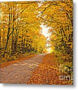 Canopy Of Fall Metal Print