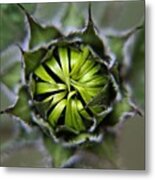 Can't Wait For My #sunflowers To Open! Metal Print