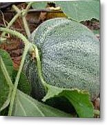 Cantaloupe Metal Print