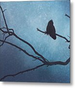 Canyon Denizen Ii Or Great Horned Owl With Eucalyptus Branch Metal Print