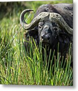 Cape Buffalo Feeding In The Marsh Metal Print