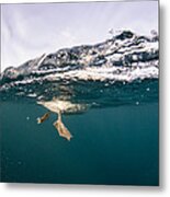 Cape Gannet Feet Underwater South Africa Metal Print