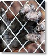 Captive Heart Metal Print