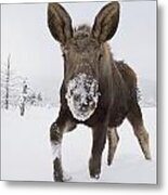 Captive Young Bull Moose In Deep Snow Metal Print