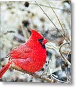 Cardinal Bird Christmas Card Metal Print