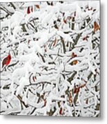 Cardinal In White Metal Print