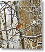 Cardinal In Winter Metal Print