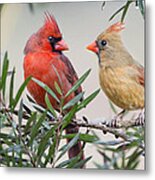 Cardinal Mates Metal Print