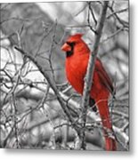 Cardinal Of Hope 002sc Metal Print