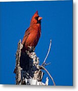 Cardinal On Honeymoon Island Metal Print