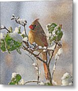 Cardinal On Snowy Branch Metal Print