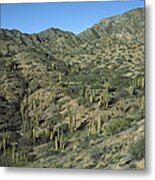 Cardon Cactus Forest Baja California Metal Print