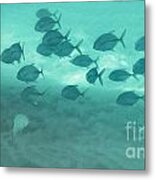 Caribbean Fish Metal Print