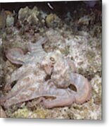 Caribbean Reef Octopus Metal Print