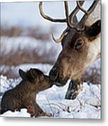 Caribou Mother Nuzzling Calf Metal Print