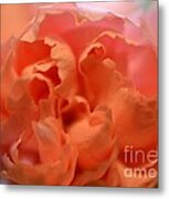 Carnation Burst Metal Print