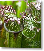 Carnivorous Plants Metal Print