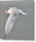 Caspian Tern In Flight Metal Print