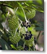 Castor Oil Plant (fatsia Japonica) Berries Metal Print