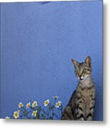 Cat And Flowers In Greece Metal Print
